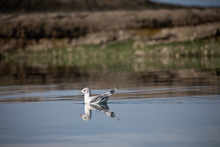 帆船海鸥摄影照片_一只短嘴鸥，以前被称为海鸥，在水中游泳，它的倒影靠近岩石海岸