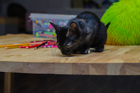 坐在多彩多姿的铅笔附近的小黑猫