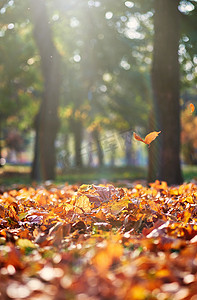 大红喜服摄影照片_秋天的午后，枯黄的枫叶从树上飘落