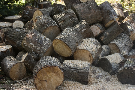 砍伐木材
