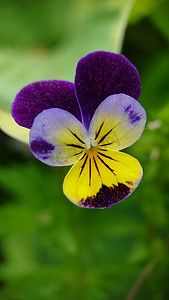 三色花摄影照片_户外花园中生长的三色花紫罗兰