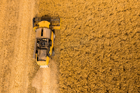 从田间收割小麦的联合收割机的俯视图