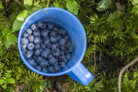 蓝莓采摘季。