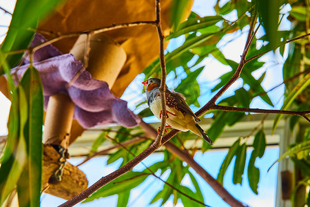 林树树枝上有橙色喙的小斑胸草雀鸟