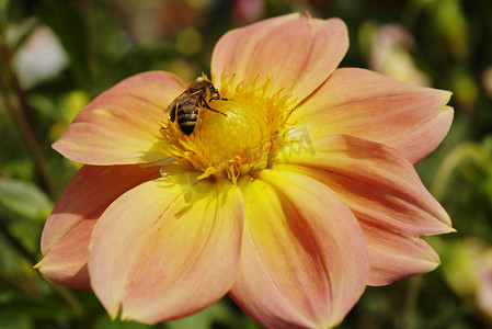 红黄色图摄影照片_红黄色花上的蜜蜂