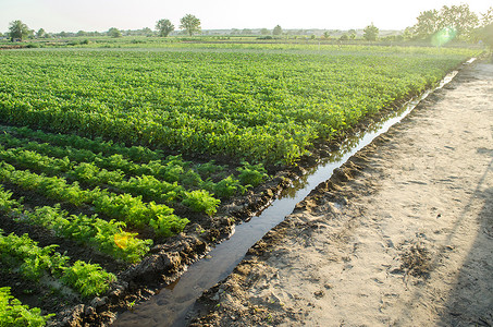 胡萝卜土豆摄影照片_绿色胡萝卜和马铃薯灌木浇灌种植园景观。