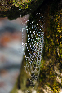 树上的蜘蛛网摄影照片_有雨滴的蜘蛛网挂在树上。