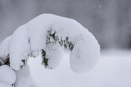 在拉普兰的冬季，树上覆盖着大雪