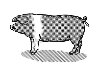 英国马鞍猪品种卡通复古画