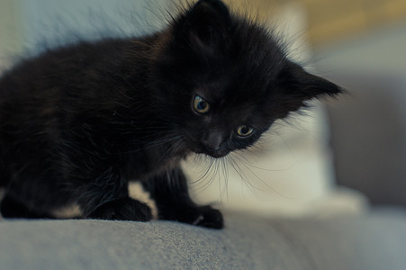 一只有趣的小黑猫的近照