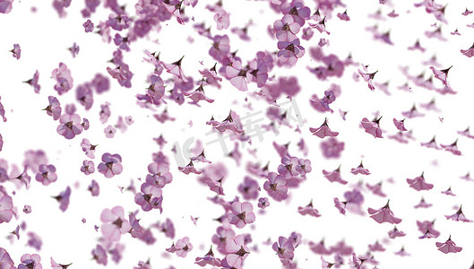 樱花广告摄影照片_粉红色的樱花飘落的花瓣背景。 