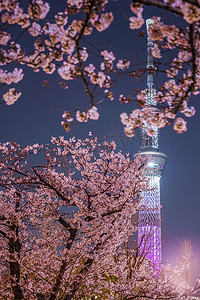 东京晴空塔和夜樱海鲜