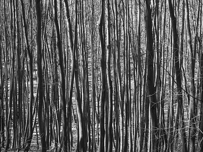 年轻山毛榉树的树干，黑白自然图案背景