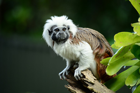 棉顶狨猴 (Saguinus oedipus) 的肖像，这是一种来自哥伦比亚西北部热带雨林的极度濒危物种。