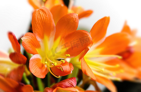 君子兰花摄影照片_橙色盛开的君子兰花
