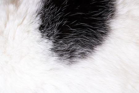 皮肤斑点摄影照片_黑色斑点动物白色皮毛的质地