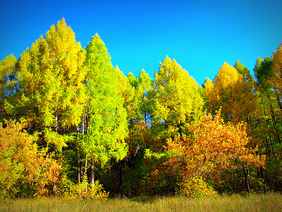 美丽的秋天风景与树木