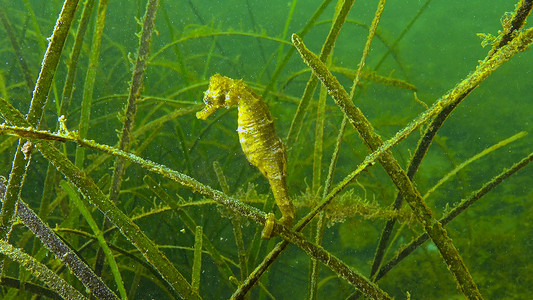 海草 Zostera 丛中的短吻海马 (Hippocampus hippocampus)。