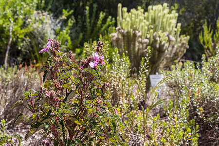 花卉植物摄影照片_紫粉色花卉植物，康斯坦博西国家植物园。