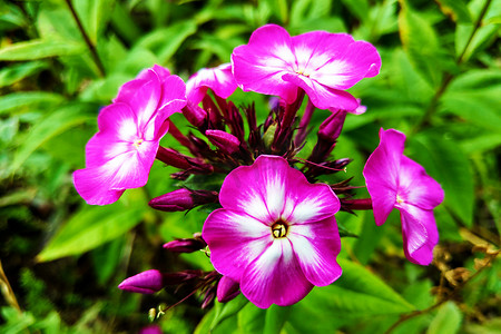 过年洗福禄摄影照片_开花的 Phlox paniculata，花园里的 Polemoniaceae，春天。