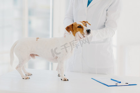 私人诊所摄影照片_身穿白色长袍和手套的无名兽医在工作场所检查杰克罗素梗犬，在剪贴板上写下处方，在私人诊所工作。