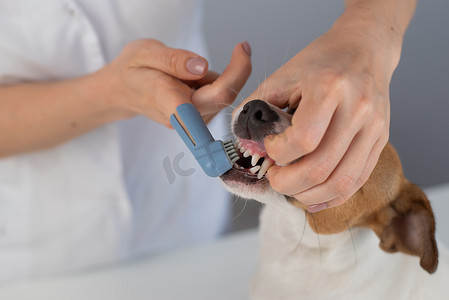 女兽医用一把特殊的刷子把它放在手指上，给狗杰克罗素梗刷牙。