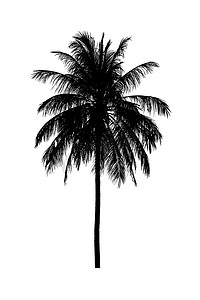 装饰剪影摄影照片_白色背景中美丽的椰子树剪影