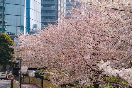 春天樱花公路摄影照片_东京中城的樱花