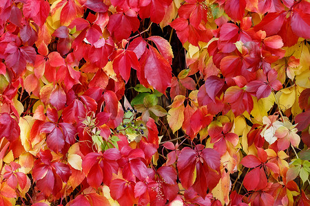 波士顿常春藤或日本爬行物 (Parthenocissus tricuspidata) 的秋叶。