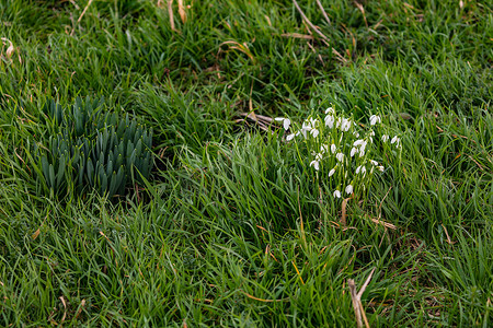 草地上的雪花莲是春天的预兆