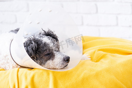 可爱的混种狗在手术后戴着保护锥领，医疗工具和设备。