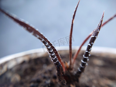 枯萎摄影照片_紫色植物突出的枯萎卷须