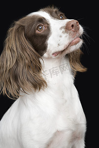 英国史宾格犬在工作室的肖像