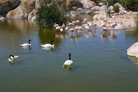 黑颈天鹅摄影照片_湖上一群黑颈天鹅和火烈鸟