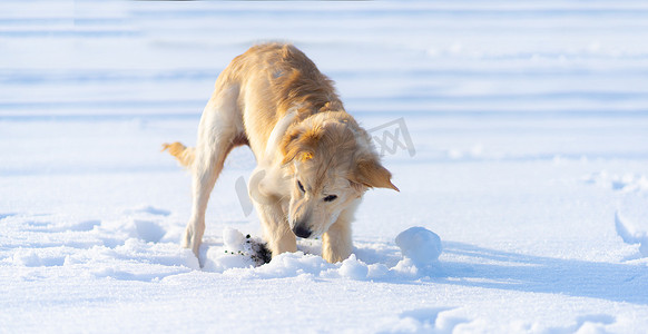 狗在雪下挖洞
