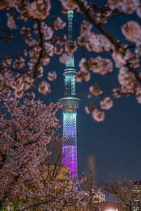 东京晴空塔摄影照片_东京晴空塔和夜樱海鲜