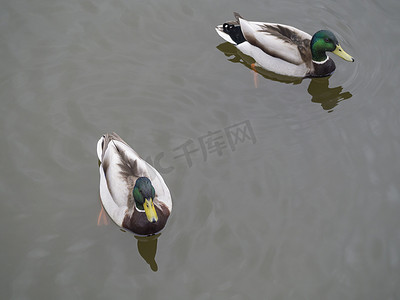 两只 widgeon drake 鸭子在水面上游泳