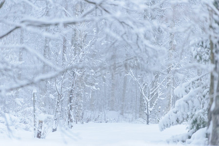 森林覆盖着大雪和恶劣天气的天空