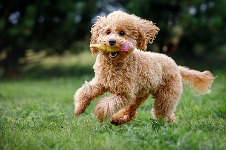 杏玩具贵宾犬疯狂地跑向镜头，非常开心，在公园的绿草上玩耍，训练有素。