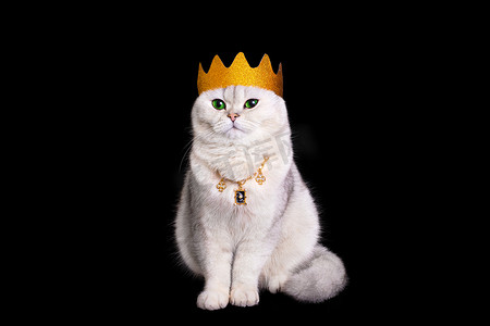 一只戴着金色皇冠的奢华白猫坐在孤立的黑色背景上。