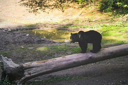 小熊钓鱼摄影照片_在阳光明媚的晴天，一只野熊站在森林里一块小空地上的一根圆木上。