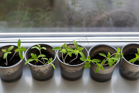 一个装有土壤的塑料杯，里面放着年轻的绿色西红柿，用于育苗。