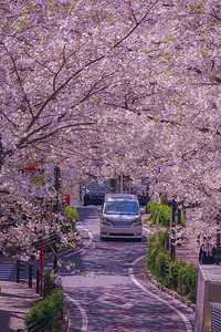 涩谷樱花坂和盛开的樱花