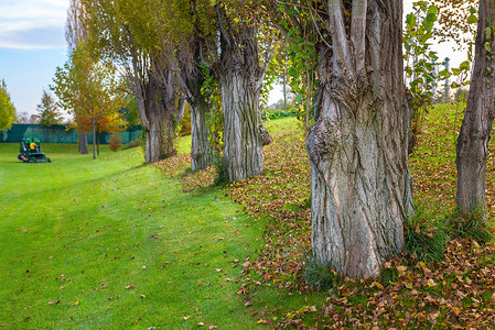 草坪和树木摄影照片_公园的绿色草坪和树木