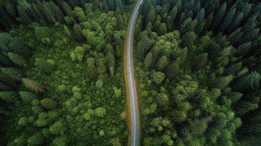 从空中俯瞰森林中的道路