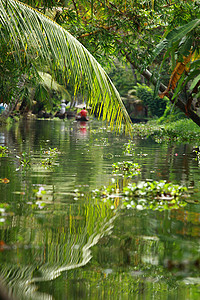 科钦摄影照片_印度喀拉拉邦科钦死水的棕榈树热带森林