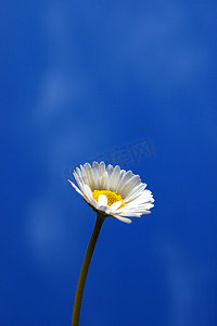 春天蓝色天空下的雏菊
