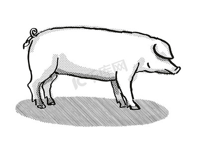英国长白猪品种卡通复古绘图