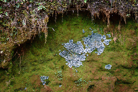 蓝色真菌和绿色苔藓背景