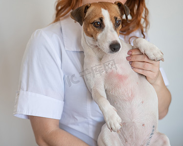 兽医抱着一只患有皮炎的杰克罗素梗犬。
